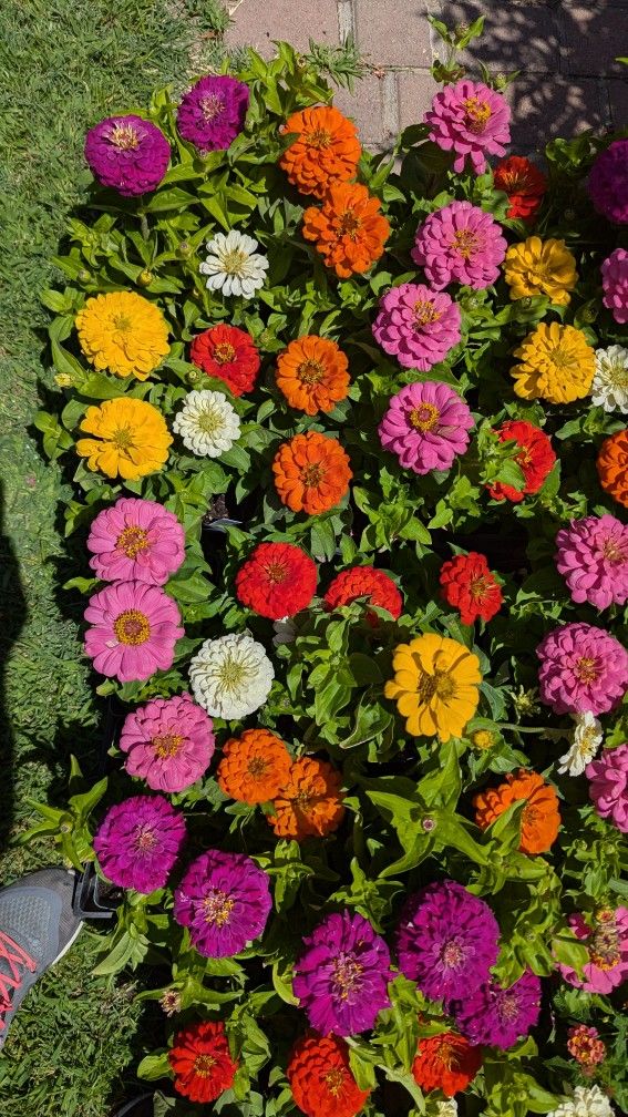 Flowers