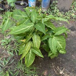 Brake Fern Plant