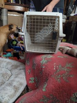 Dog Cage