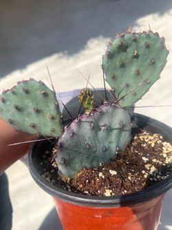 Cactus santa Rita purple pear