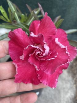Desert Rose Double Flower Bonsai Plant, In 1 Gallón Pot Pick Up Only