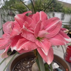 Azucena rosa
