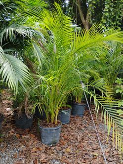 Areca Palm 15gl $45🌴