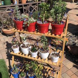 A Variety Of Succulent Plants @ $5.00 Each