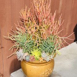 A Big Ceremic Pot With Arrangment Succulents 