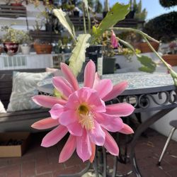 Orchid cactus 