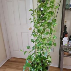 ENINPEMIYM PLANT 66"