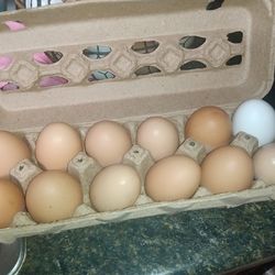 Huevos frescos de gallina