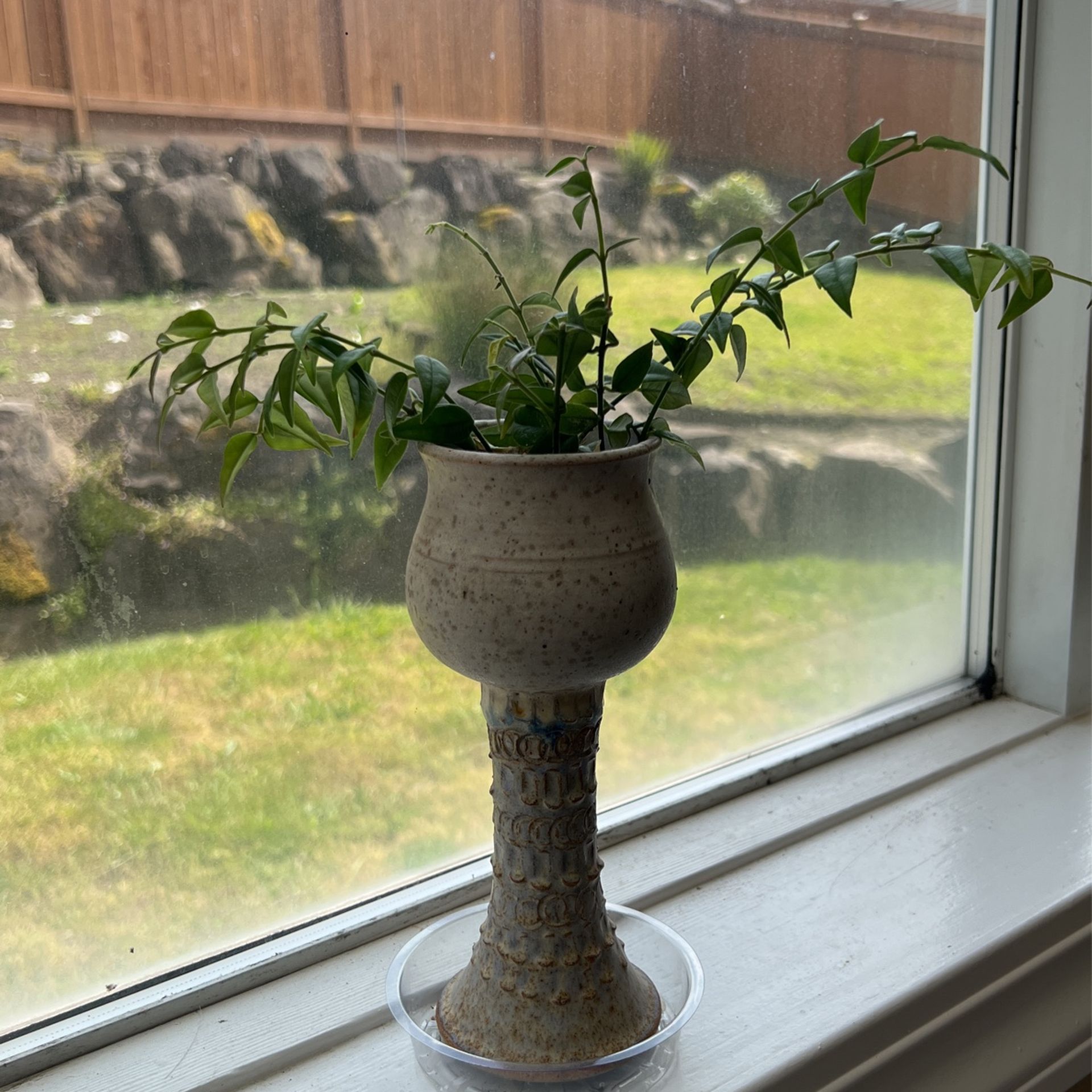 Hoya Bella In Goblet/chalice