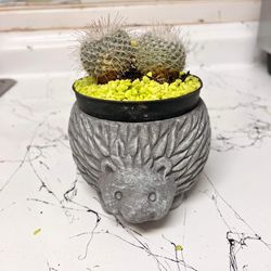 LIVE Decorative Cactus Ball Plant Indoor Outdoor Houseplant 