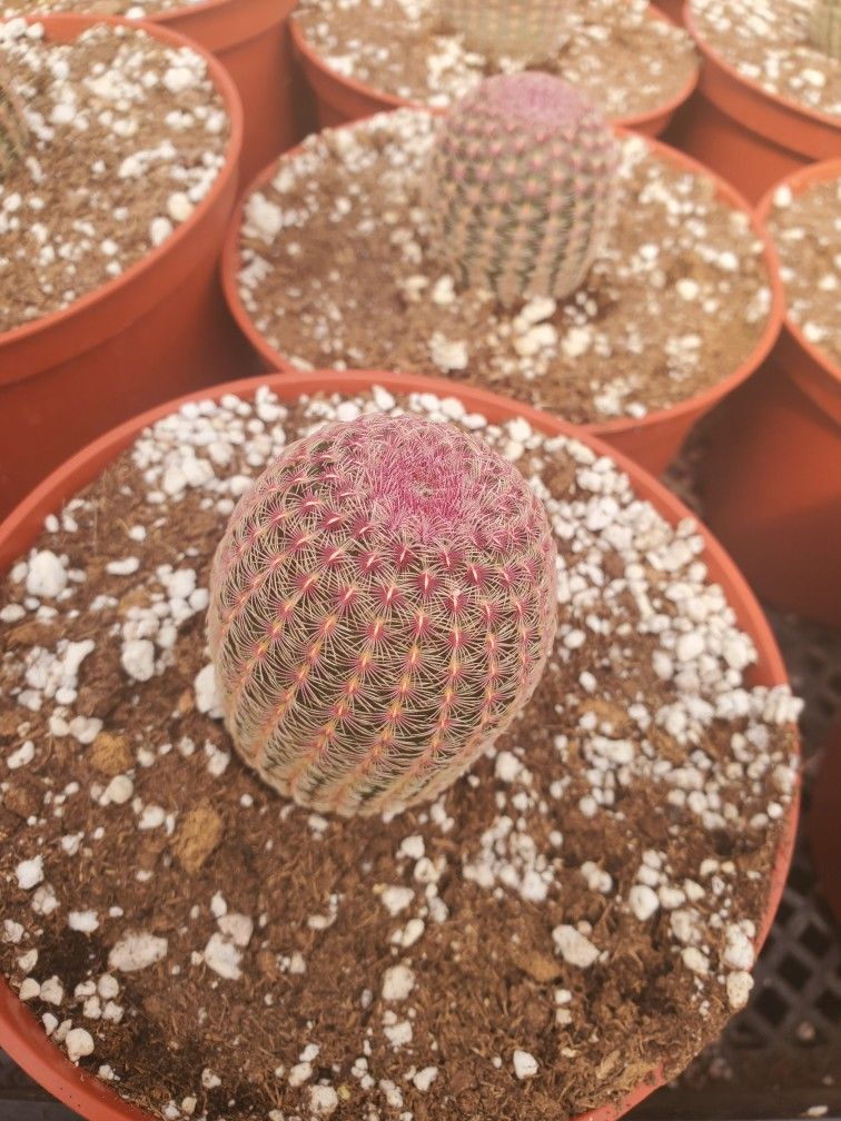 Rainbow Cactus