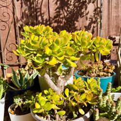 Jade Plants 
