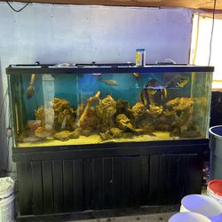 210 Gal Aquarium (Entire Setup) Saltwater