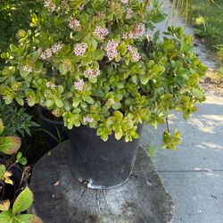 flowering jade plant (Crassula ovata