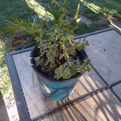 Oregano Plant $5
