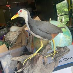 Taxidermy Waterhen Bird! RARE 