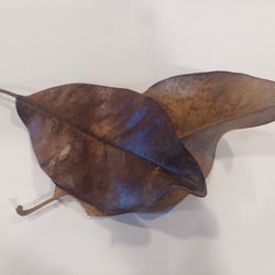 Isopod - Sterilized Magnolia Leaf