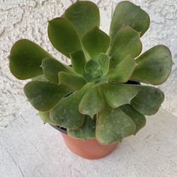 4 Inch Pot Succulent Plant - Giant Aeonium Canariense - Velvet Tree Aeonium - Rooted & Established Plant - Drought Resistant 🪴