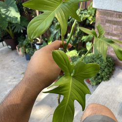 Philodendron Pedatum