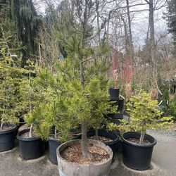 Lovely Huge Pine Tree —