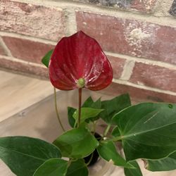 Red Anthurium plant