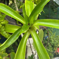 Callicia Medicinal Plant 