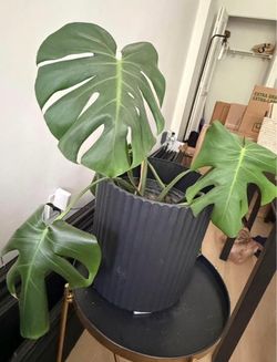 🌿 Monstera Deliciosa