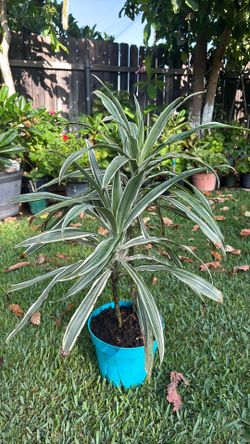 Dracaena Malala
