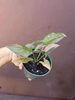 4” syngonium pink splash