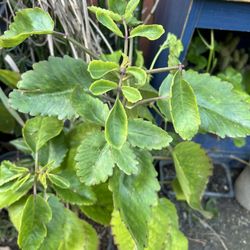 Planta
