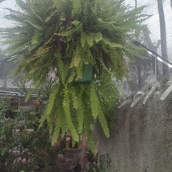 Giant Boston Fern