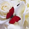 Rosas
