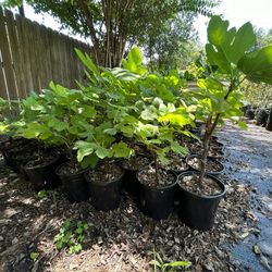  Honey Fig Trees - $15