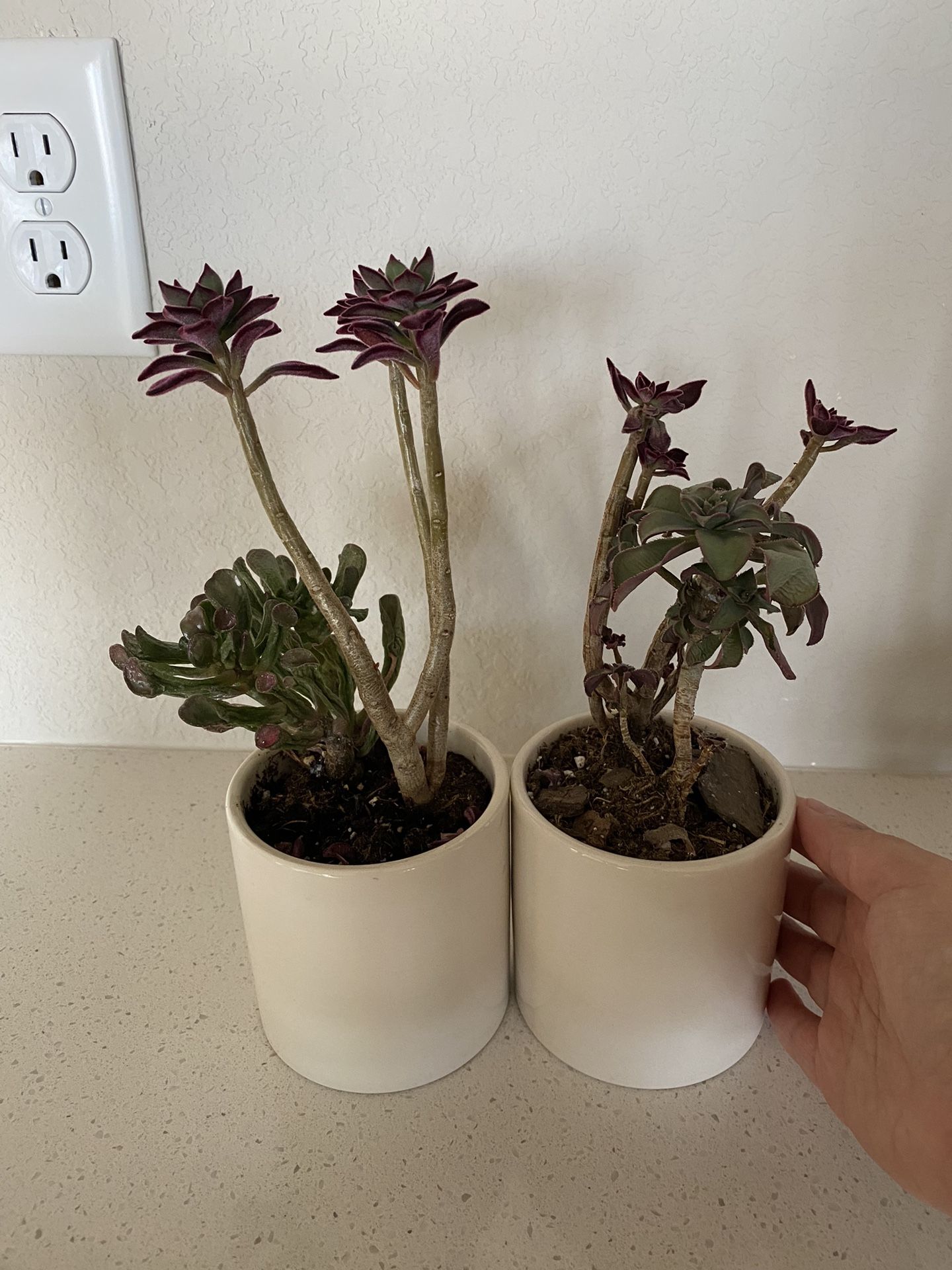 Two succulents in a ceramic pot 