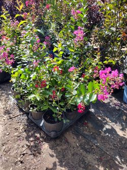 Crepe Myrtles ,Cremoro,