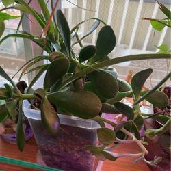 Beautiful, easy to grow succulent garden includes ponytail and jade plant and several others