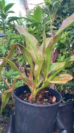 Plantas