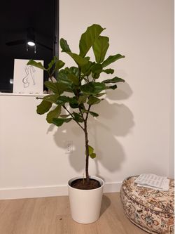 Fig tree