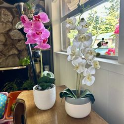 Flux Orchid Plant In The White Pots