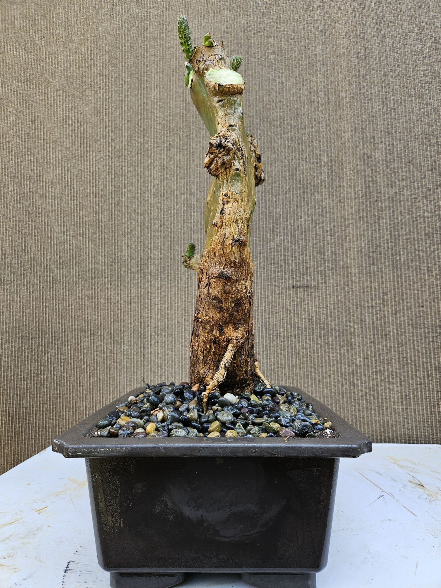 Old Prickly pear Cactus ( Opuntia ficus indica ) Bonsai Tree