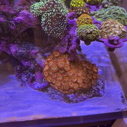 Zoa 