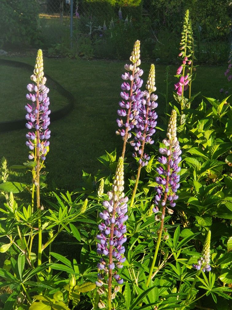 Lupine Starts In Cups