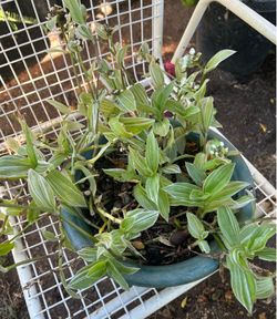 Hanging Tradescantia Fluminensis tambien conosida como mataly