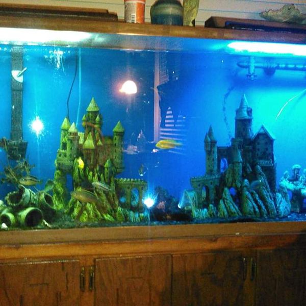 80 Gallon Fish Tank and Accessories for Sale in Riverside