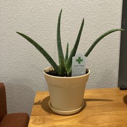 Aloe Vera Plant Easy Mess Free Pot