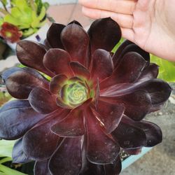21" tall Gorgeous Giant succulent aeonium rare voodoo, only 1, hurry buy before it gone