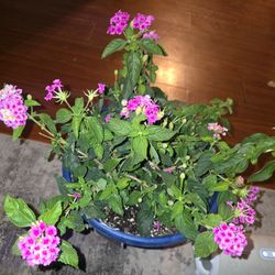 Big pots of Lantana
