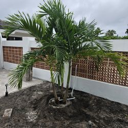 crhistmas Palms over  all sizes available 