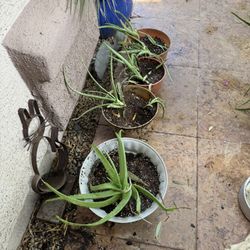 Aloe Vera Plants 55th Ave And Northern