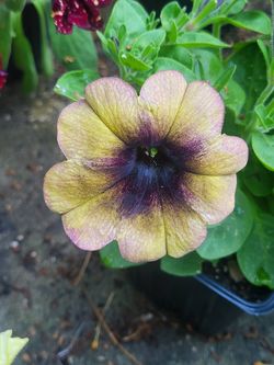 Rare Large Shadow Ray Petunia Flower Plants! Several Colors Available! Gorgeous Midnight Black Centers And Borders! Variegated Pastel Colors!  Blooms 
